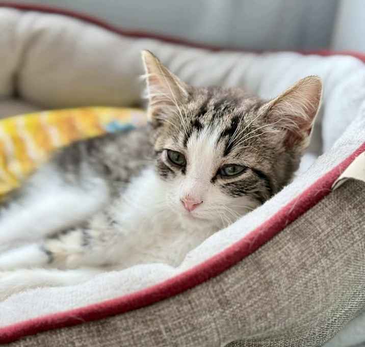 Photo of Alder