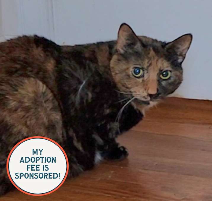 Photo of Lumbley - IN FOSTER