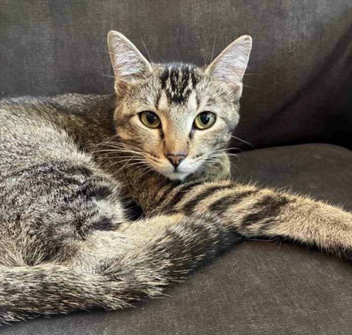 Photo of Mouse