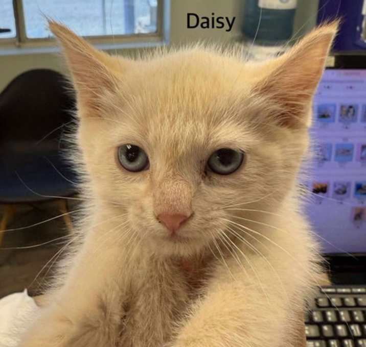 Photo of Daisy