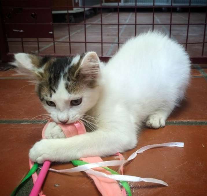 Photo of Banjo