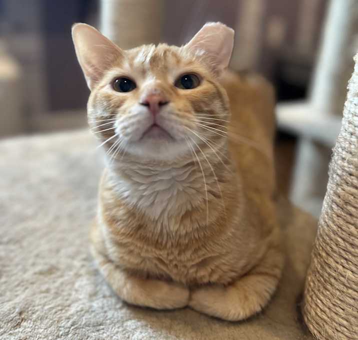 Photo of COLIN FURRTH