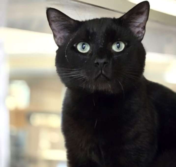 Photo of Bagheera