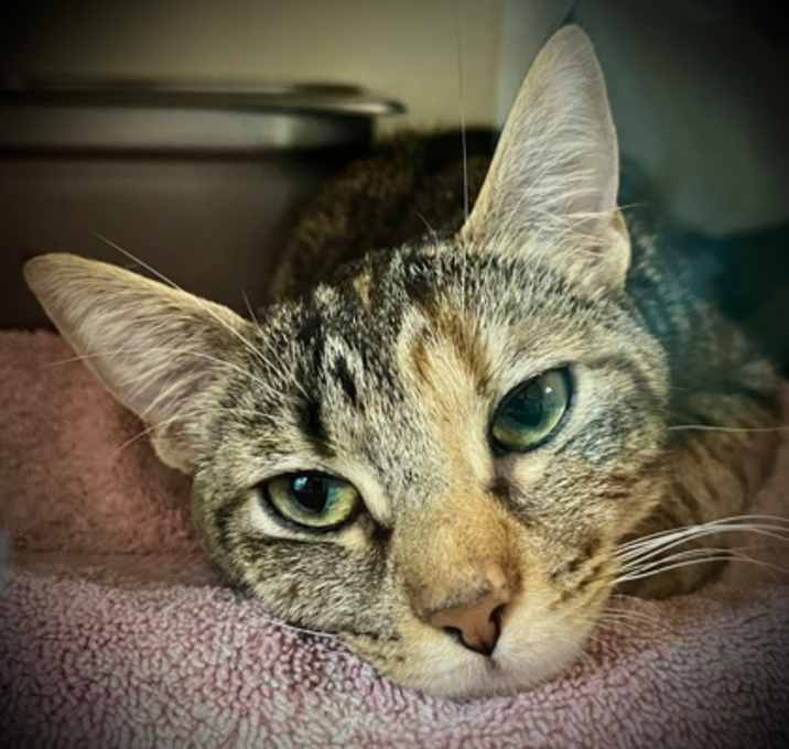Photo of Celeste
