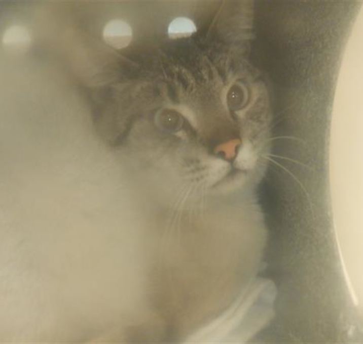 Photo of ARISTOCAT