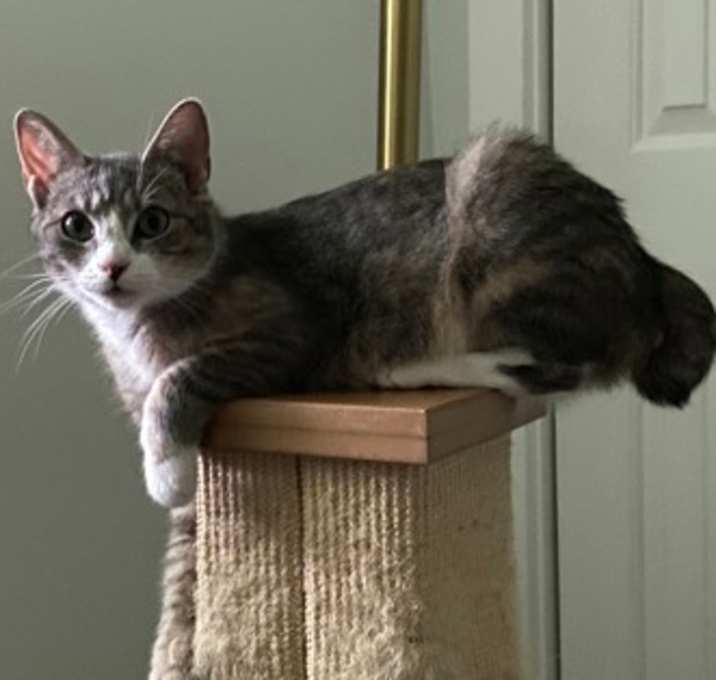 Photo of Goose