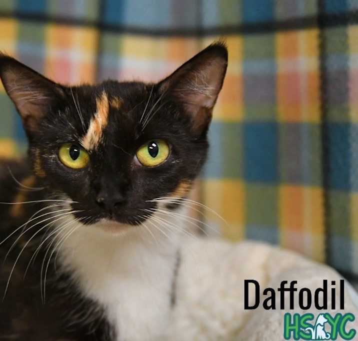 Photo of Daffodil