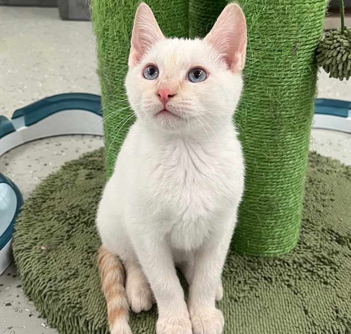 Photo of Peppermint