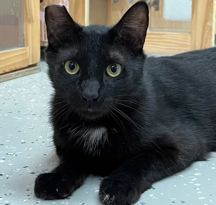 Photo of Onyx