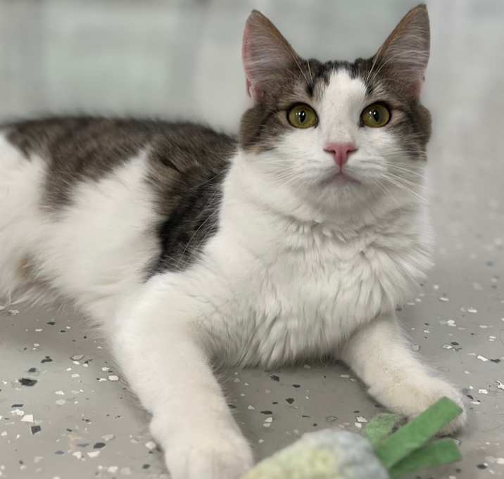 Photo of Vanderpuss