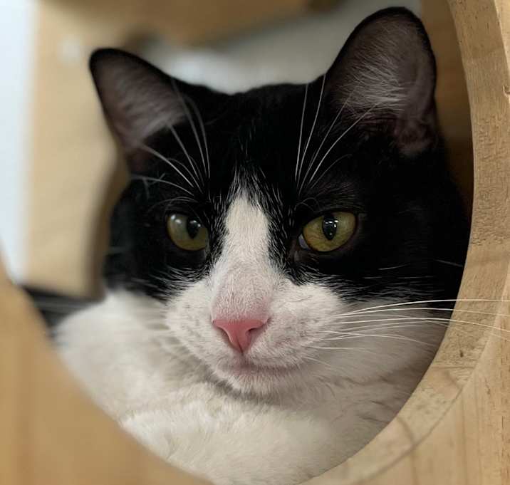 Photo of Rocky