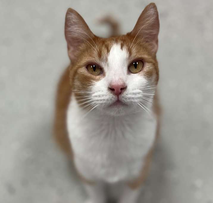 Photo of Peachy Peter