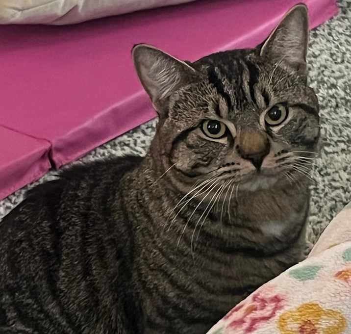 Photo of Milo