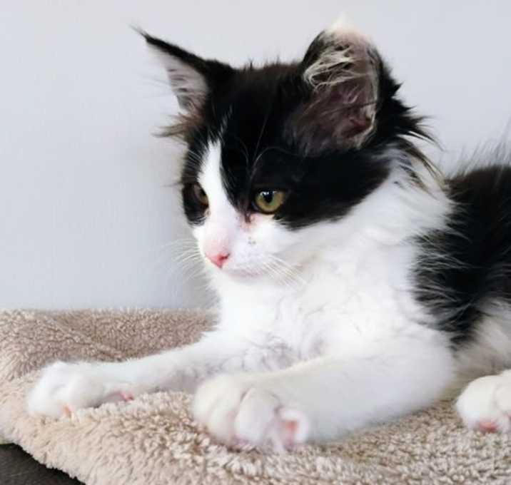 Photo of Puff