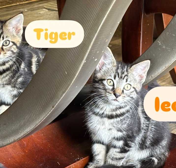 Photo of Tiger & Leo