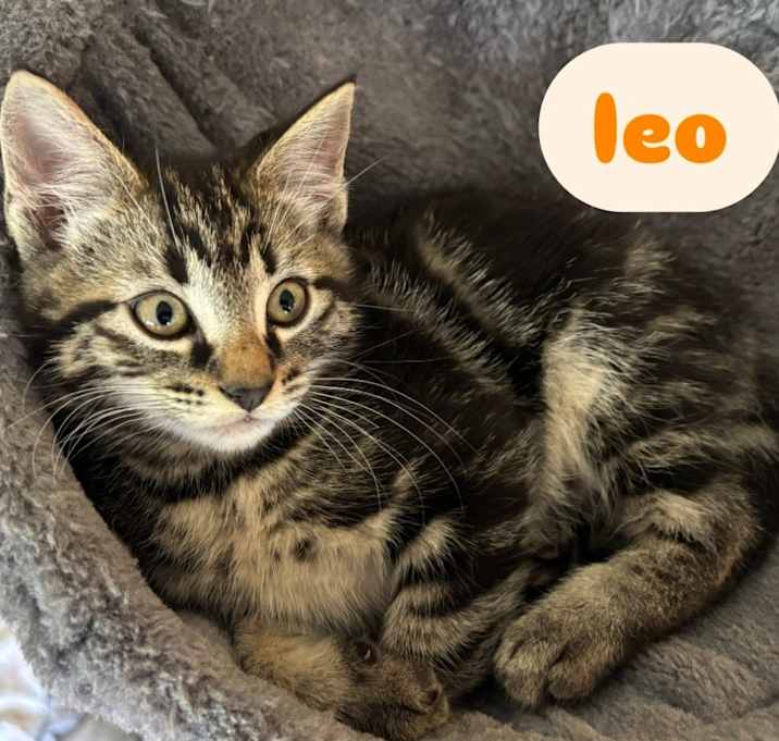 Photo of Tiger & Leo