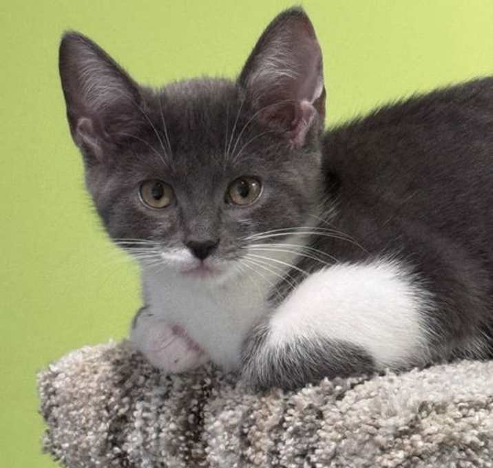 Photo of Guinevere