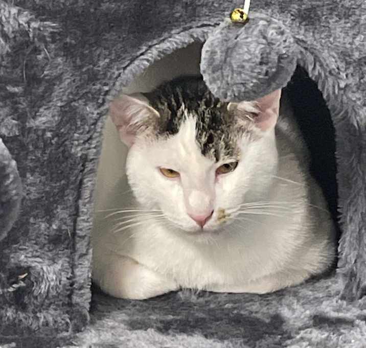 Photo of Chester