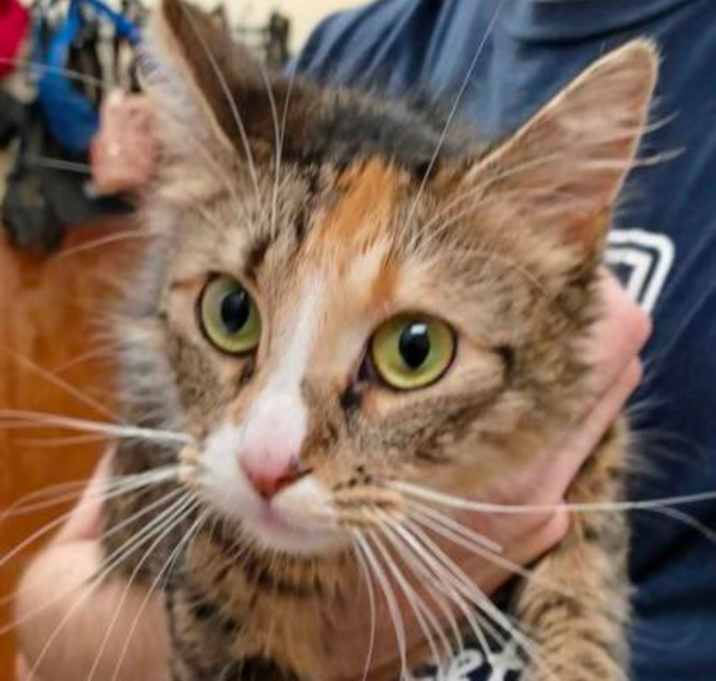 Photo of Nala