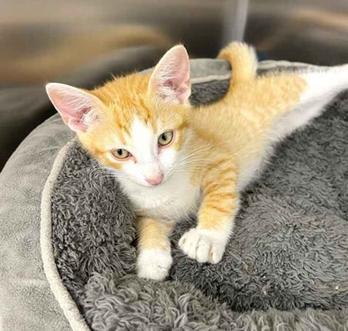 Photo of SIMBA