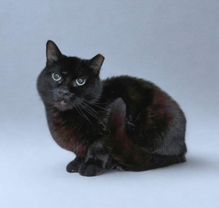 Photo of Blackie