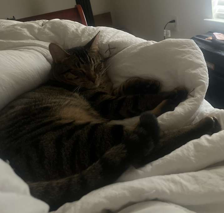Photo of peasey