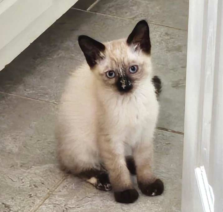 Photo of Tiffany (Adopt with Bvlgari or Harry Winston)