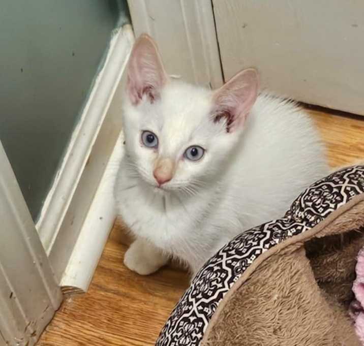 Photo of Harry Winston (Adopt with Tiffany or Cartier)