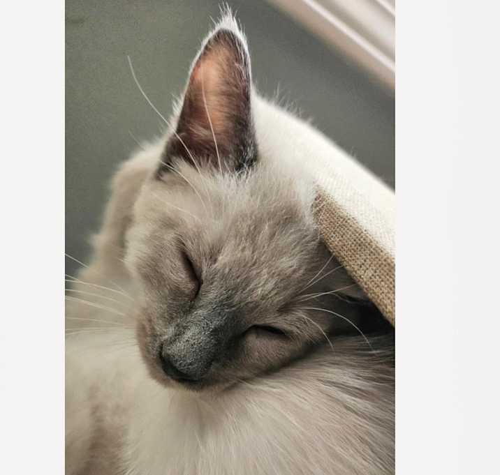 Photo of Bvlgari (Adopt with Tiffany or Cartier)