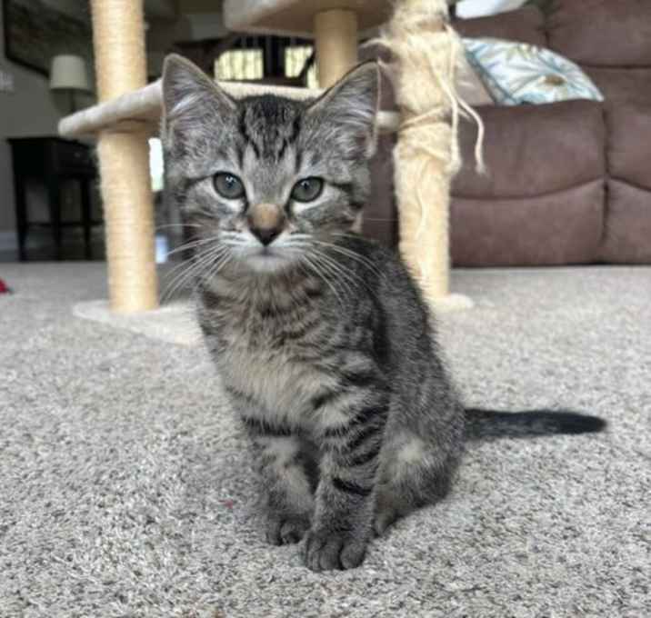 Photo of Tigra