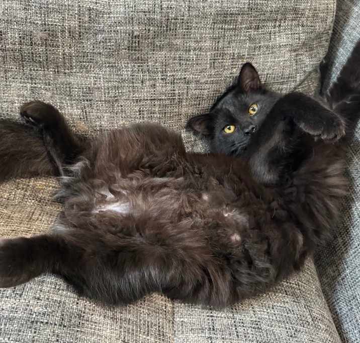 Photo of Cocoa (FeLV+)