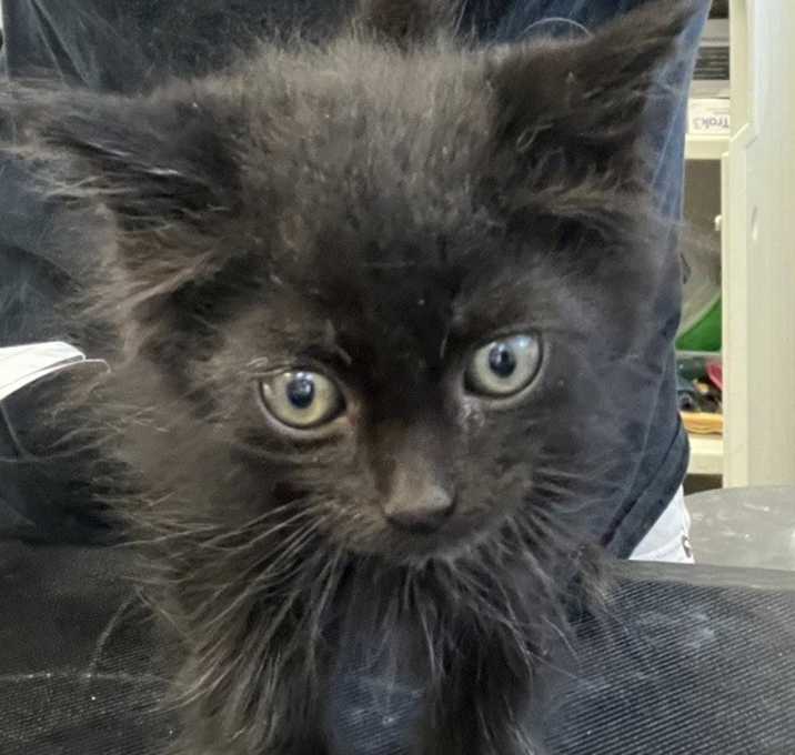 Photo of Nugget