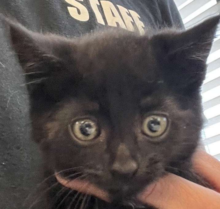 Photo of Bean