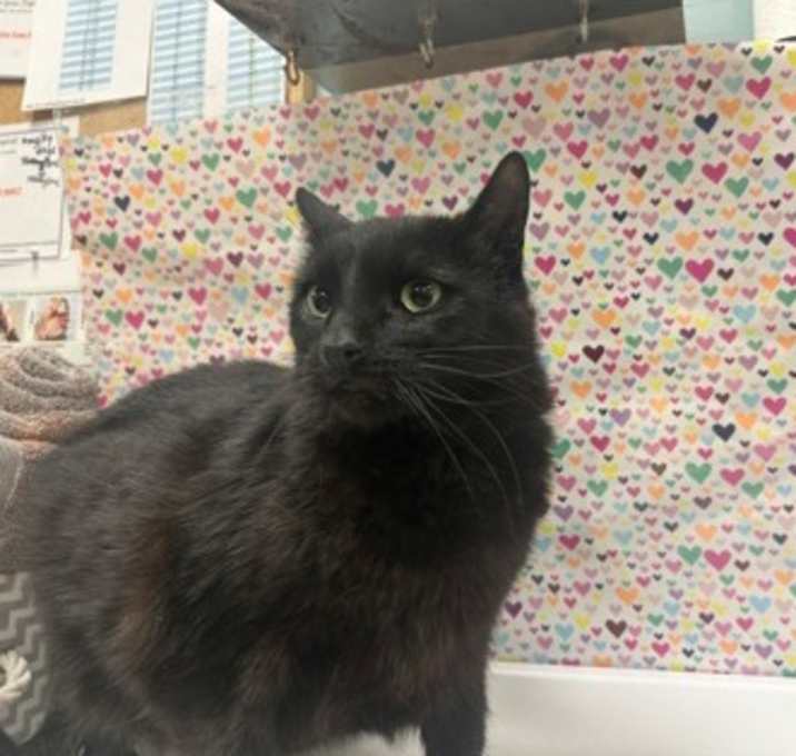 Photo of Buttercup