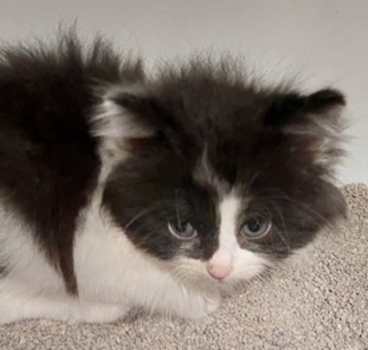 Photo of Sylvia