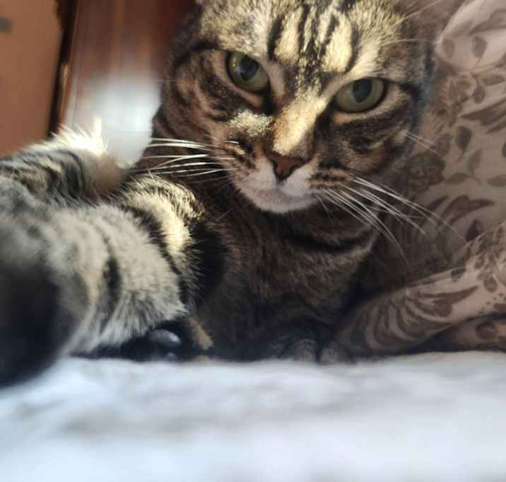 Photo of Cuddles