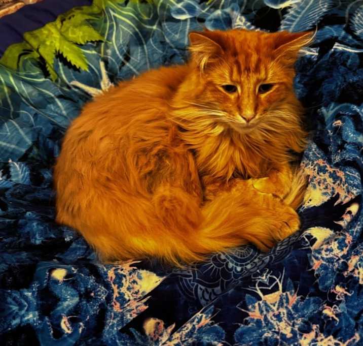 Photo of Thor