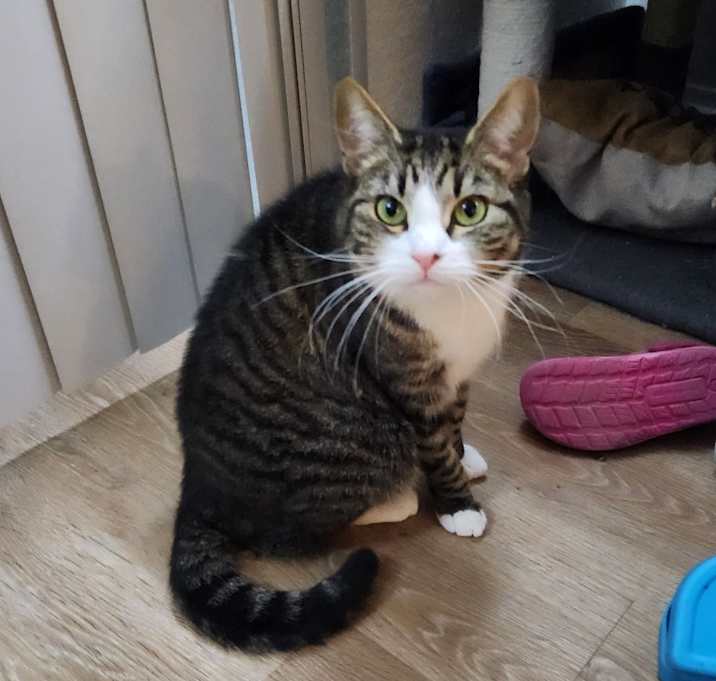 Photo of Mittens