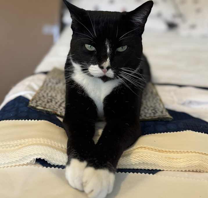 Photo of Elvis