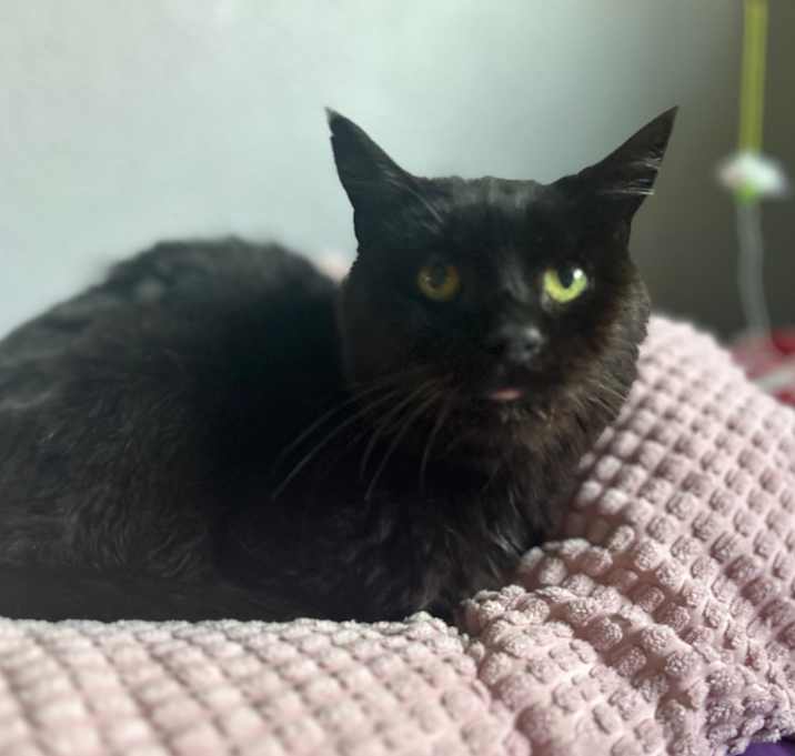 Photo of Toothless