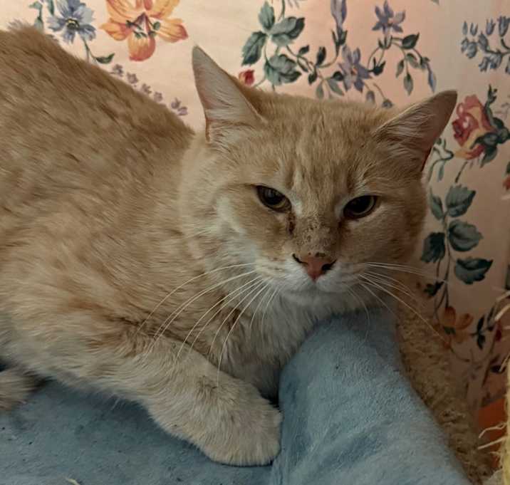 Photo of Garrison - Sweet orange shy boy💕 Adopt $100