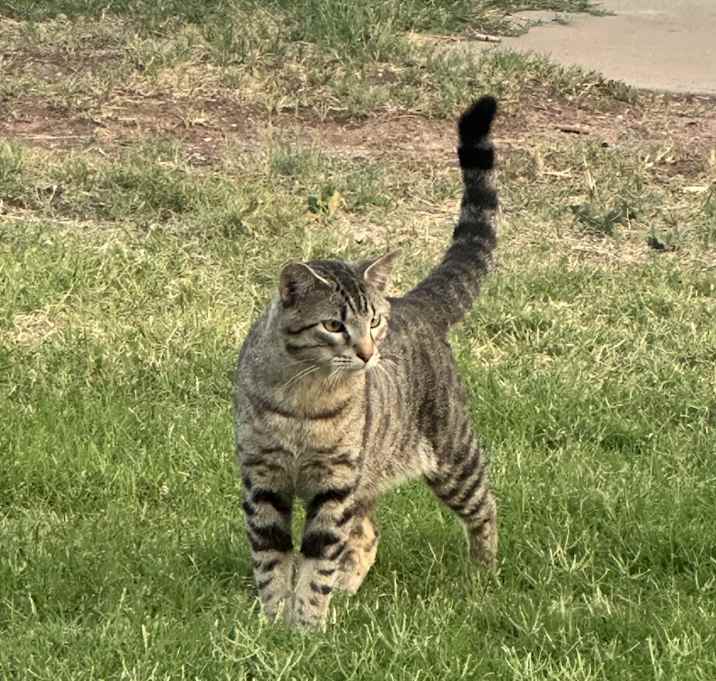 Photo of Smokey