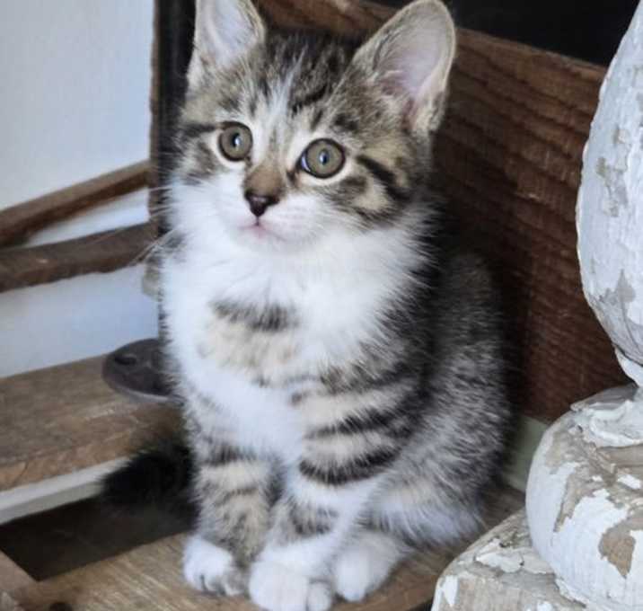 Photo of Nev