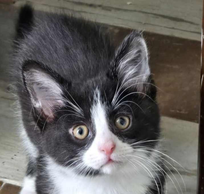 Photo of Nemo