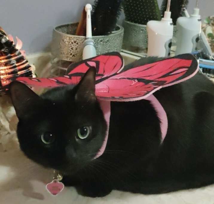 Photo of Trixie