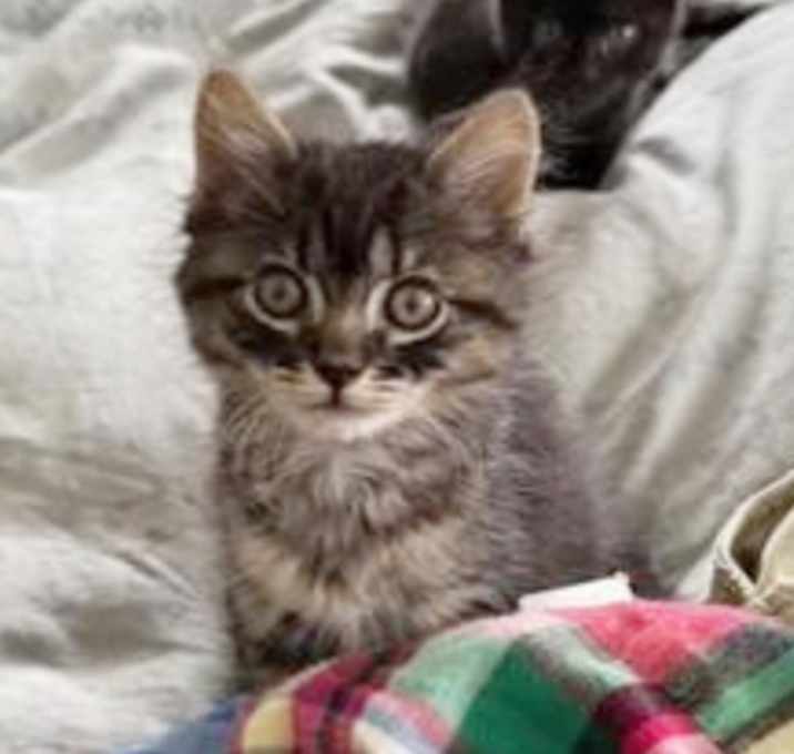 Photo of Toffee