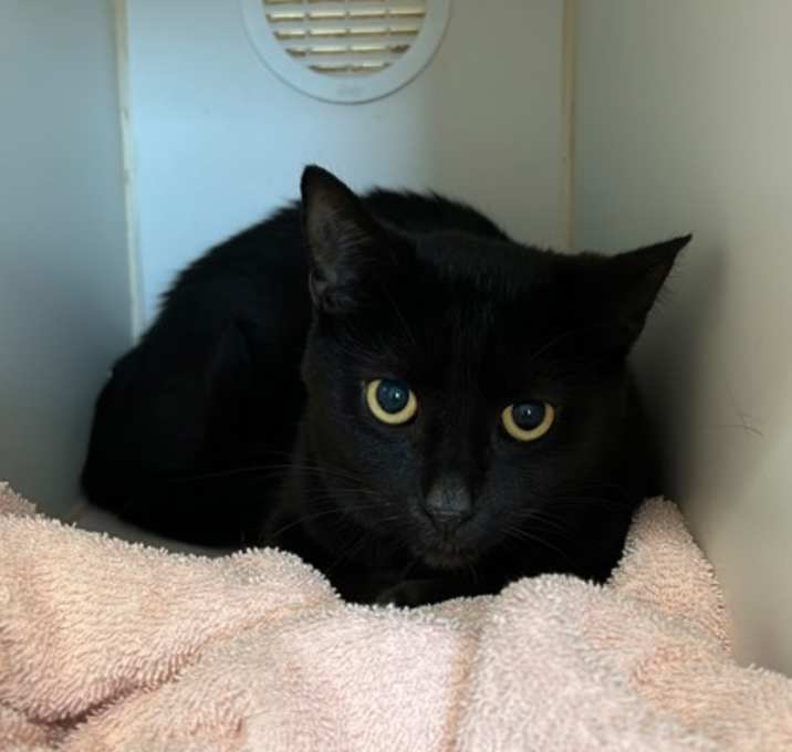 Photo of Shadow