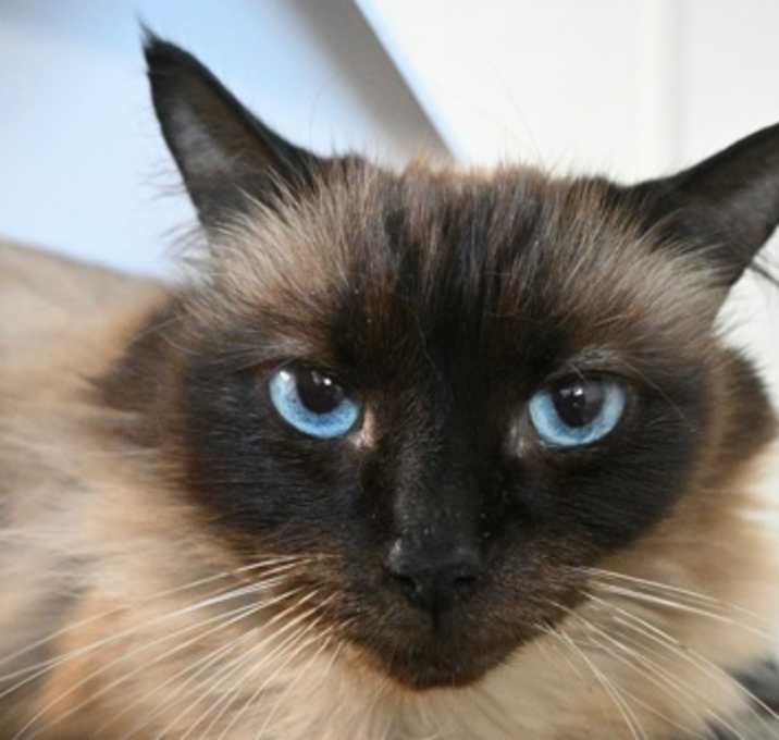 Photo of FRAPPATO