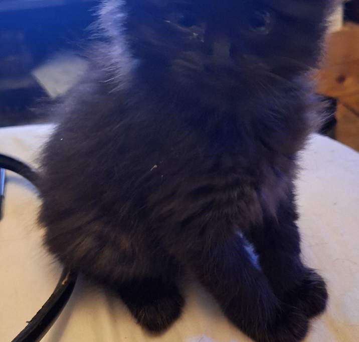 Photo of Blackie