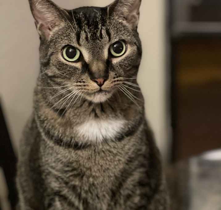 Photo of Sheldon